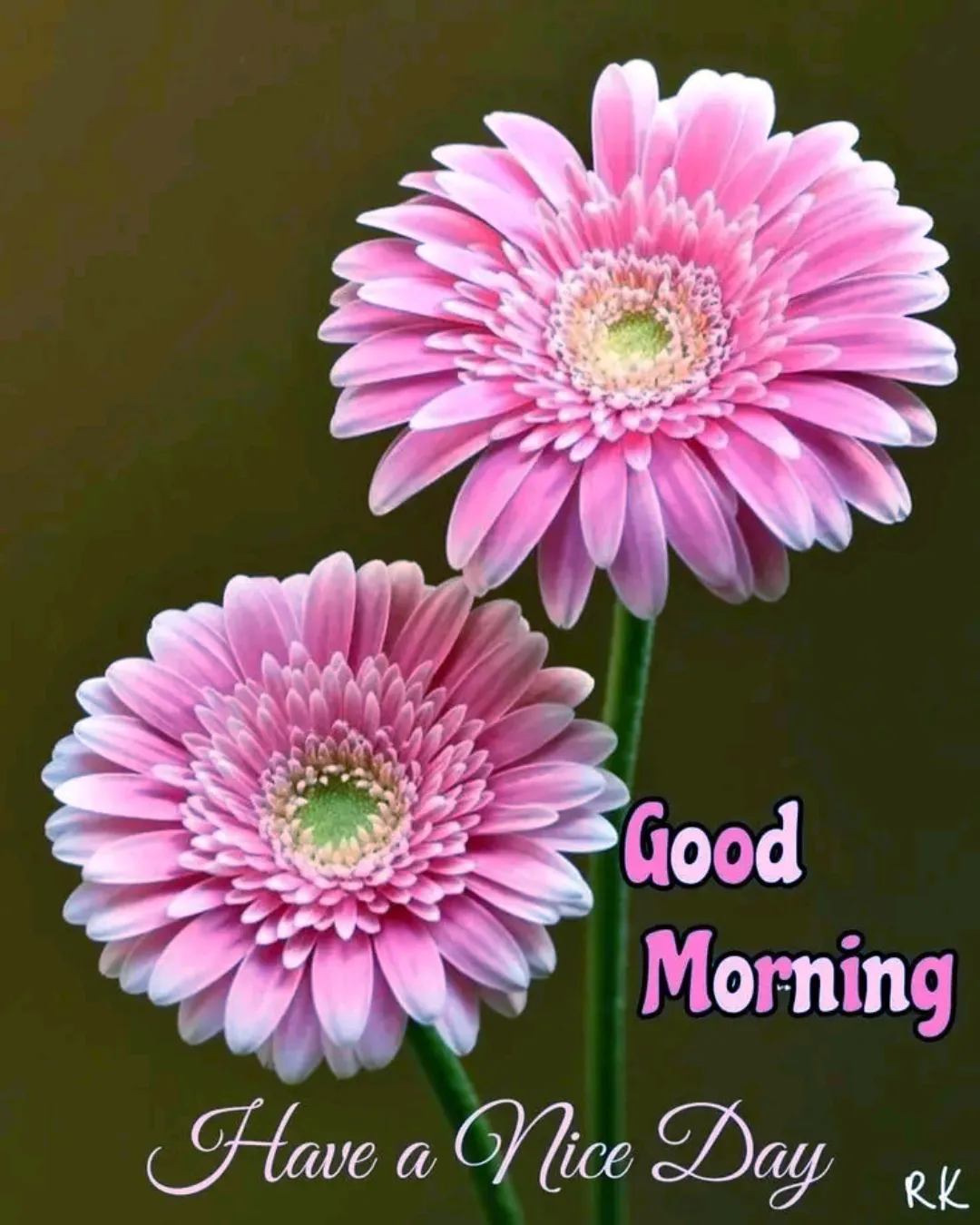 good morning have a nice day