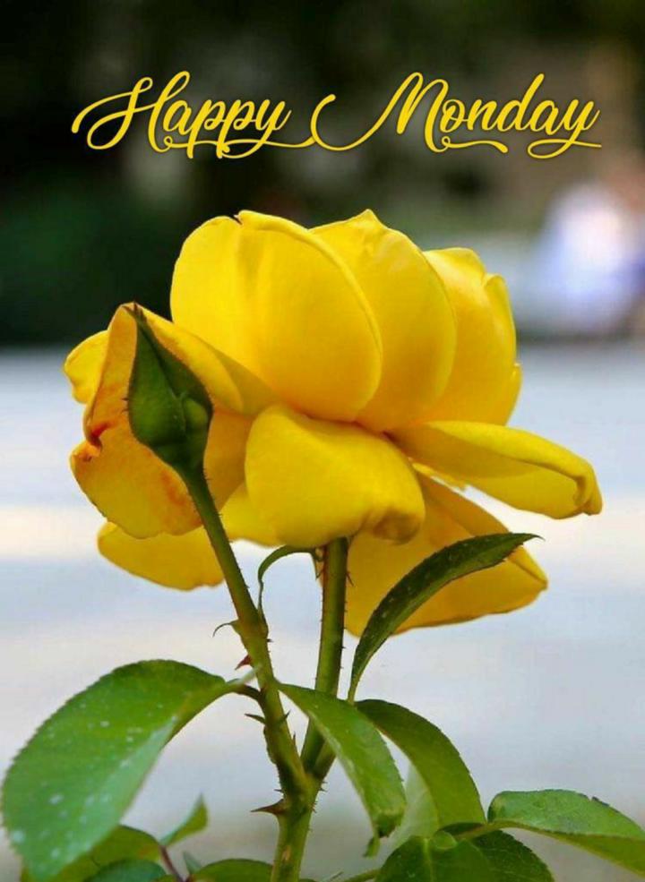 happy_monday 🌞 good morning 🌞 • ShareChat Photos and Videos
