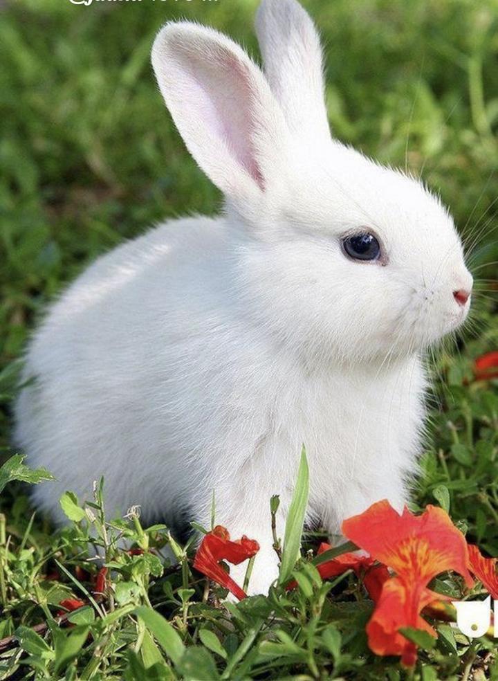 very cute rabbit Images • Aishwarya (@aishwarya653420748) on ShareChat
