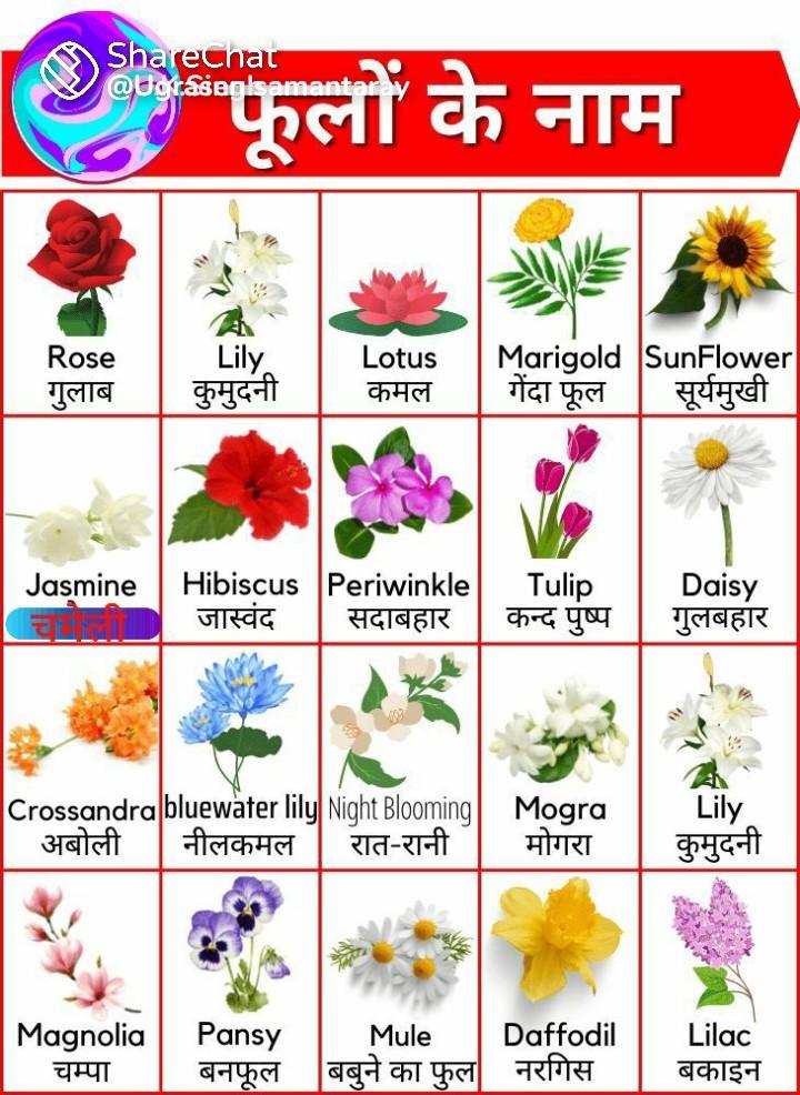 Flower Name Hindi English Sharechat
