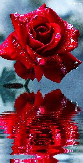 Nature Red Rose Wallpaper  S17  Chillout Wallpapers