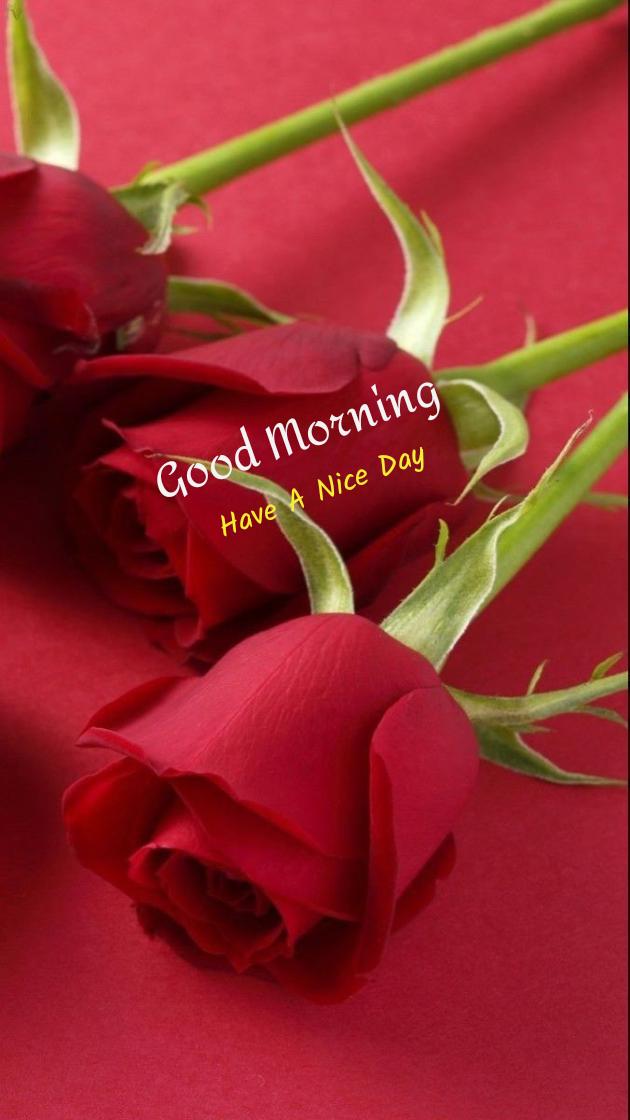 good morning beautiful rose hd