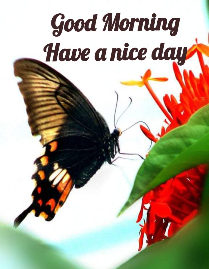 have a nice day butterfly images