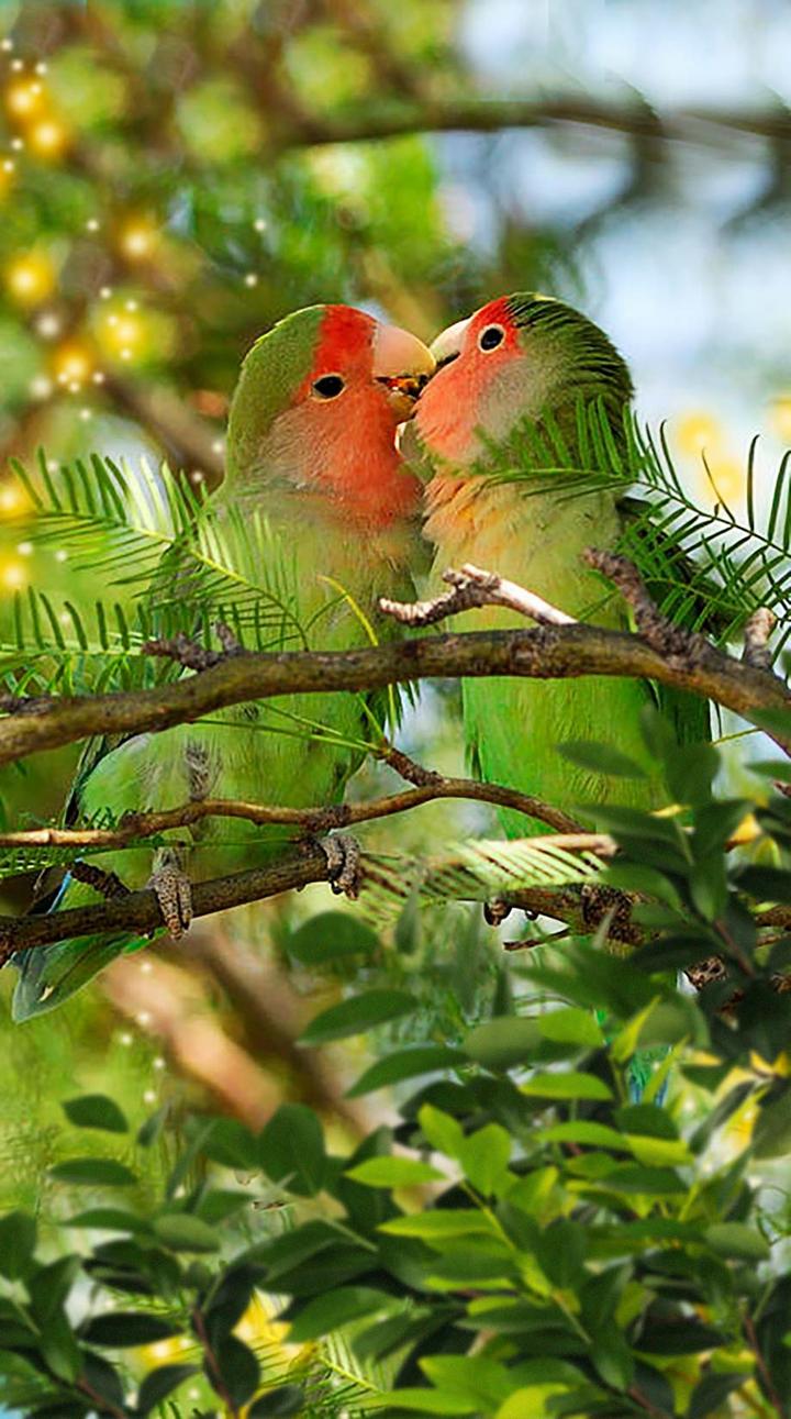  Love Birds 🦆 Images • Rakesh Kumar (@840525079) on ShareChat