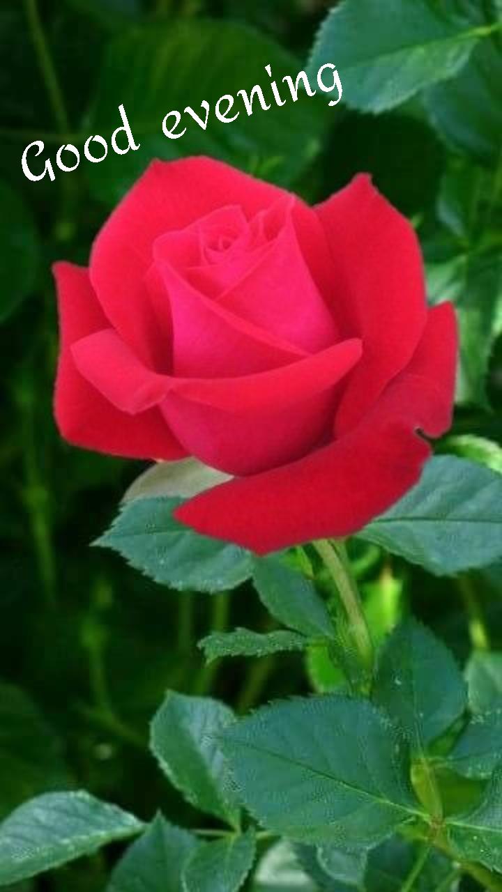 good evening roses