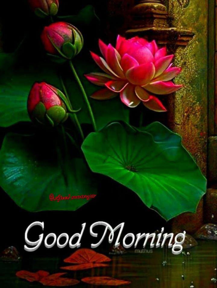 Lotus Flower Good Morning Quotes | Best Flower Site