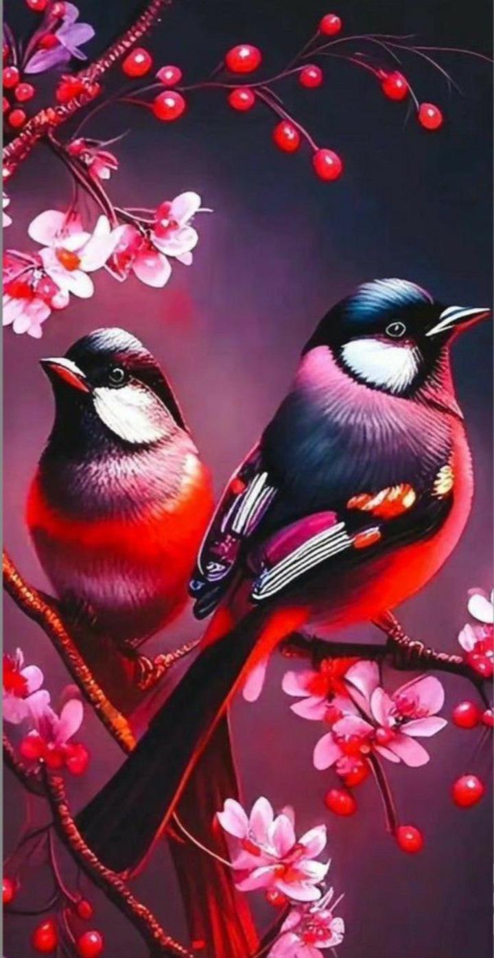 Bird wallpaper  KDE Store