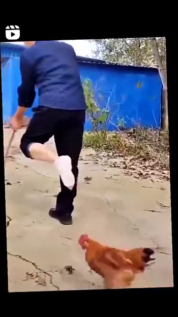 A cut chicken wearing some shoes  Americas best pics and videos