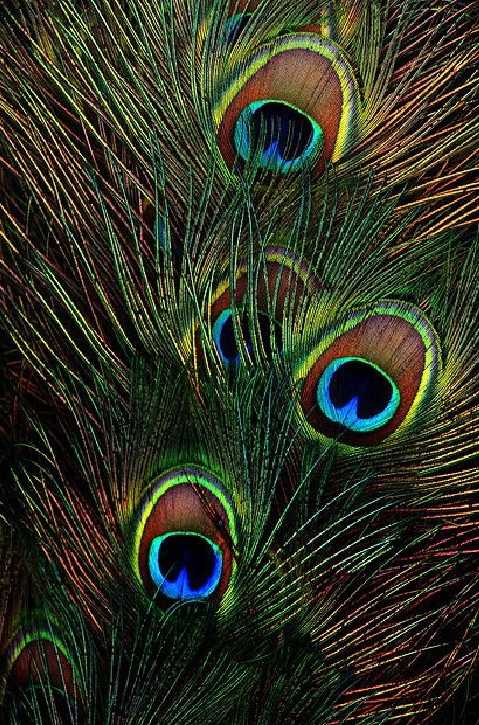 JayaUpadhyaya в Twitter Another meaning of wearing morpankh is that a peacock  feather contains all the seven primary colours in it Just as the Universe  is covered by akasha ether which appears