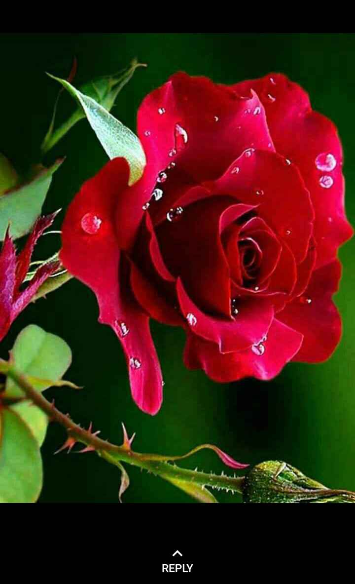 lovely rose Images • ONLY ONE CHANSH (@o2111999) on ShareChat