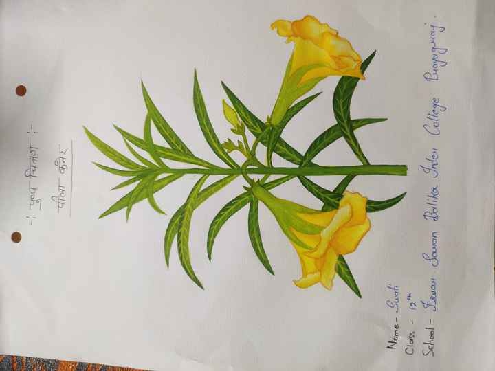 kaner ka phool kaise paint karen,how to draw & pent kaner flower - YouTube