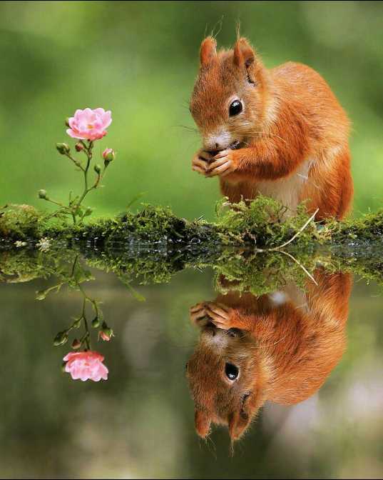 beautiful photos of nature and cute animals