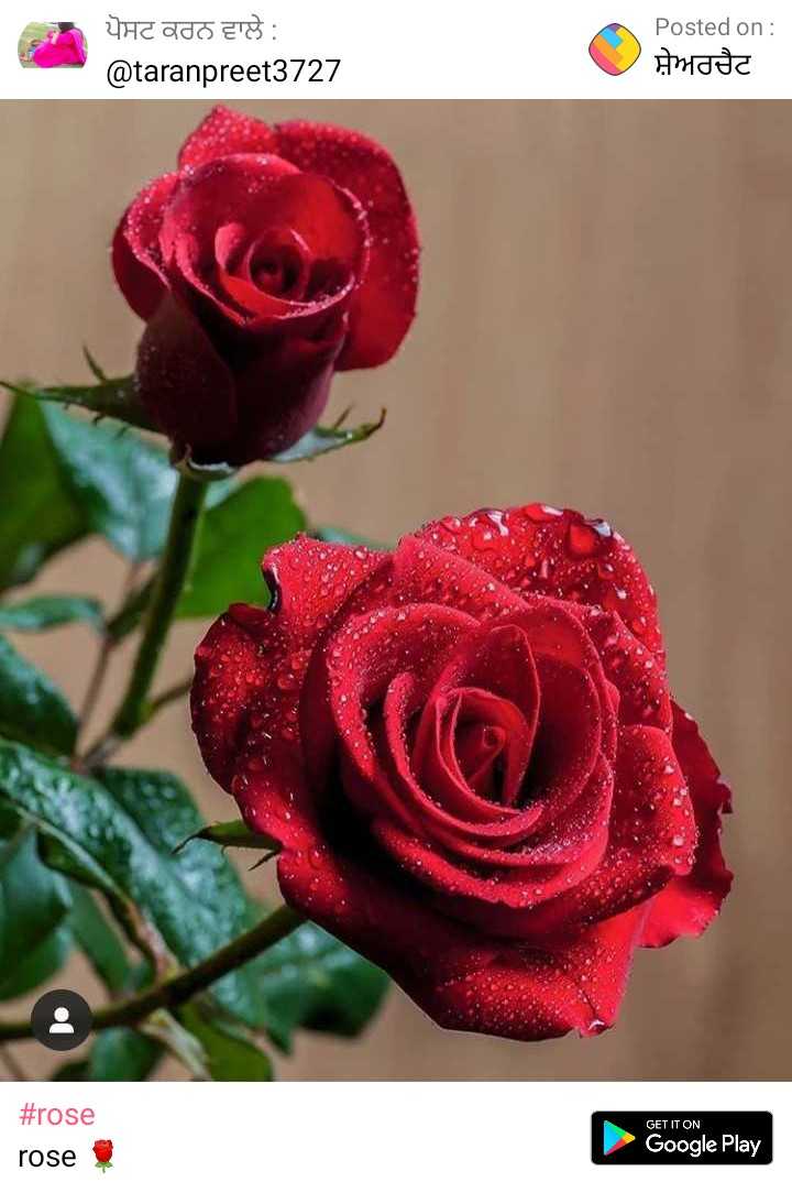 Rose Wallpaper Images  Lucky Jha 152443881 on ShareChat