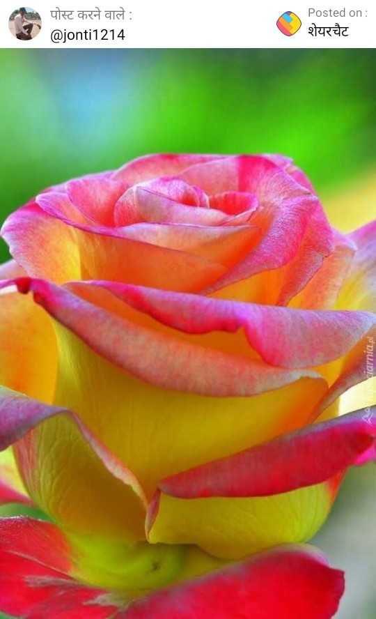 rose flower  ShareChat Photos and Videos