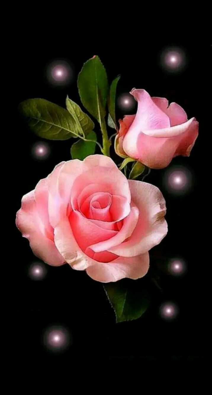 rose wallpaper  ShareChat Photos and Videos