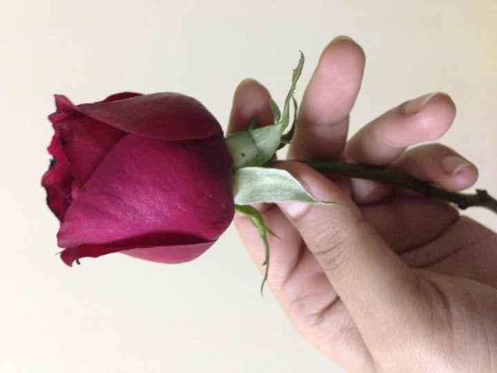 rose wallpaper • ShareChat Photos and Videos
