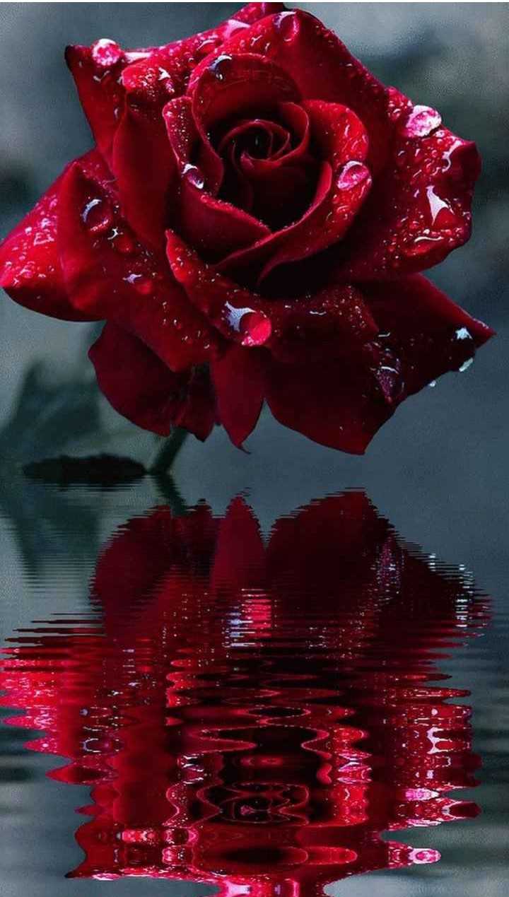 rose wallpaper Images  Aarvika  aarvika1595 on ShareChat