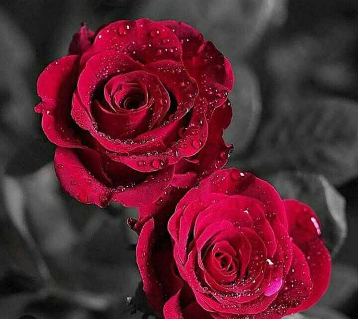 Beautiful Rose Images  päl 38702939 on ShareChat