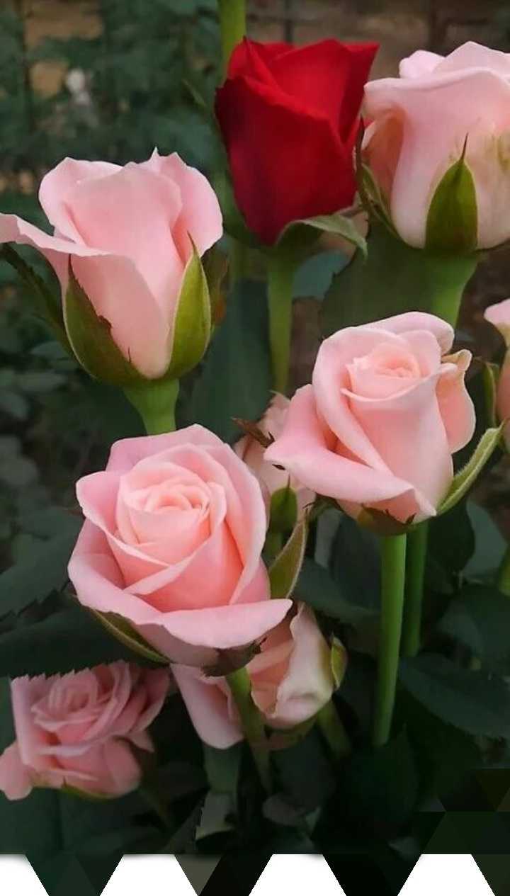 beautiful rose wallpaper Images   shybzzz459 on ShareChat