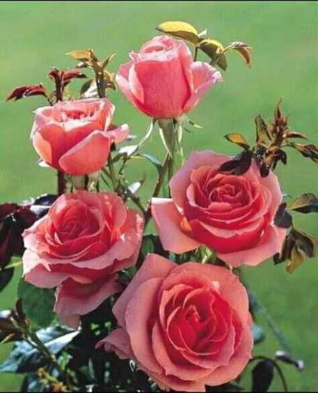 love rose  wallpaper Images  ᴠɪᴘiss 𝖚𝖊𝖊𝖓  shivkiladalii893 on ShareChat