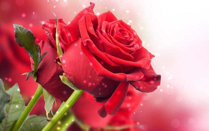 Red Rose Flower Wallpaper  Images    156041548o  on ShareChat
