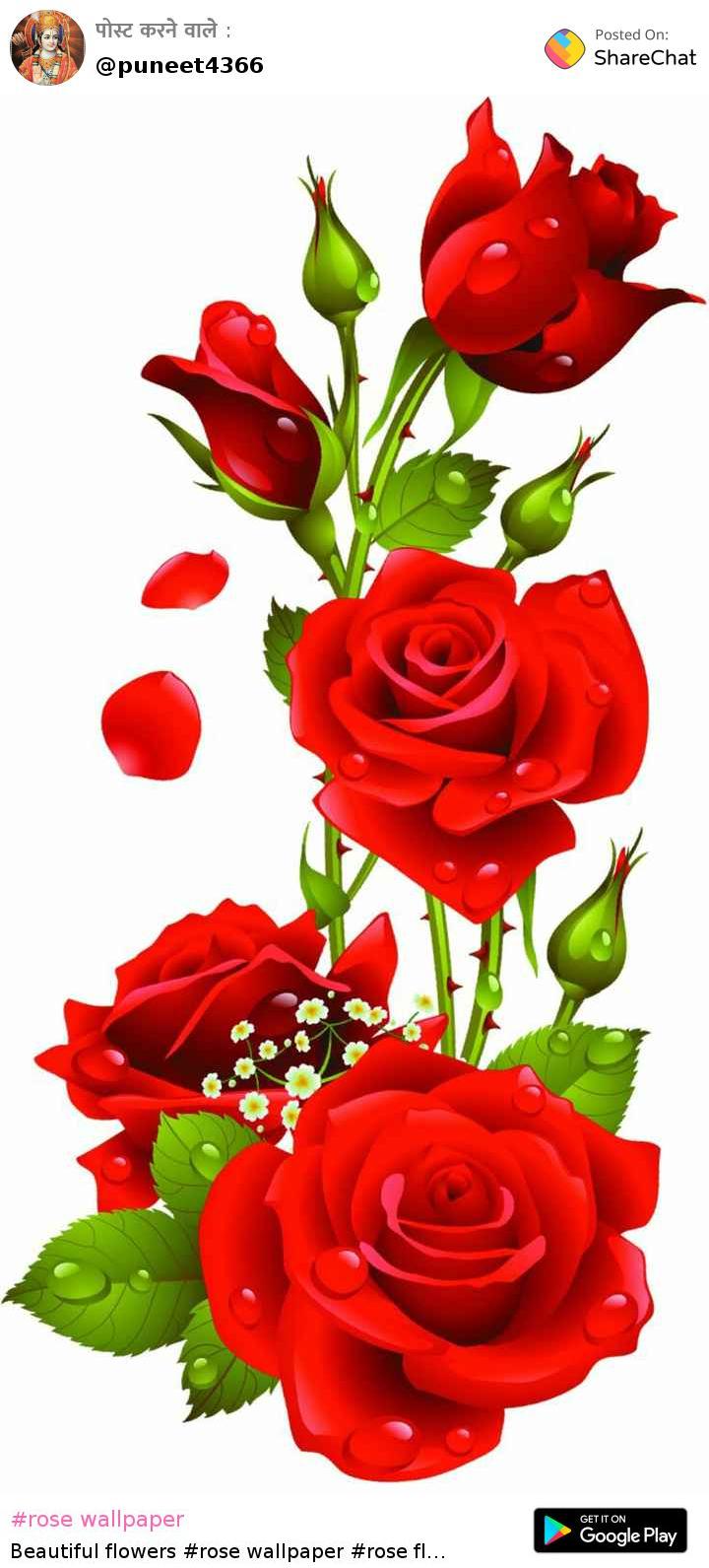 rose wallpaper Images • 1234 (@puneet4366) on ShareChat