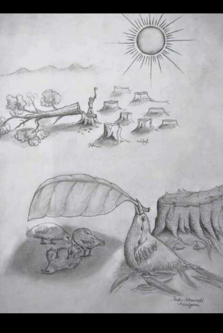 save nature pencil drawings