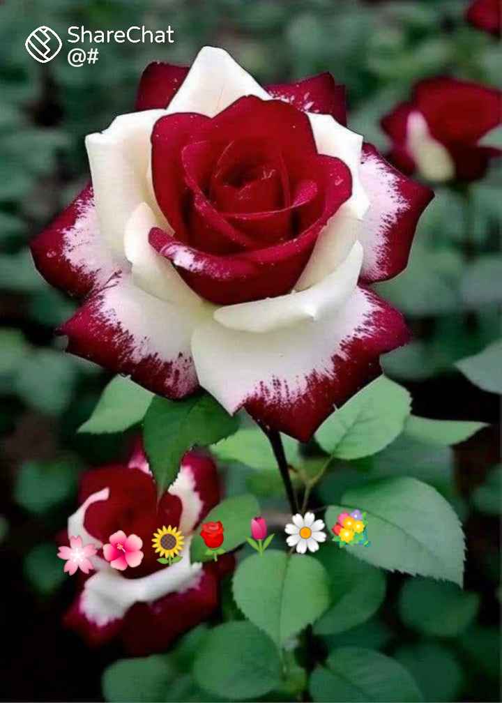 Beautiful Rose Flowers Images Riwansh
