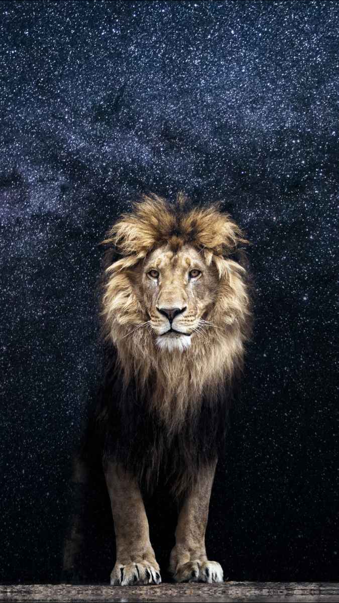 lion wallpaper HD Images • Mohammad Khalid (@469884515) on ShareChat