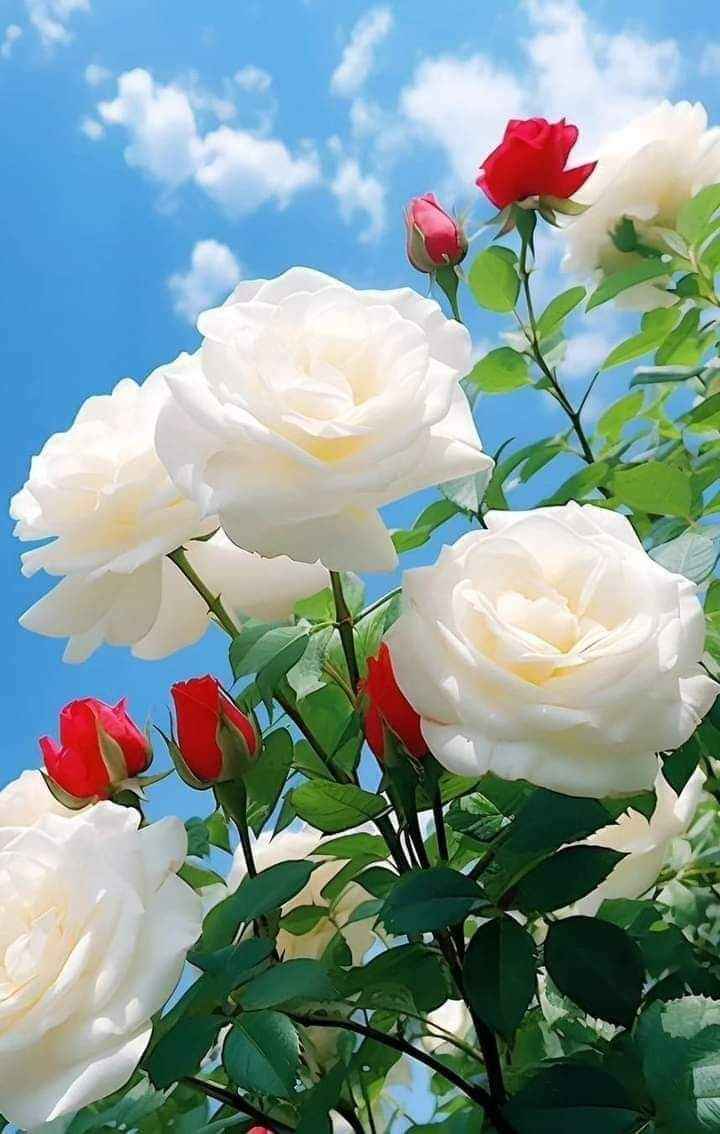 Beautiful Rose Flower Images