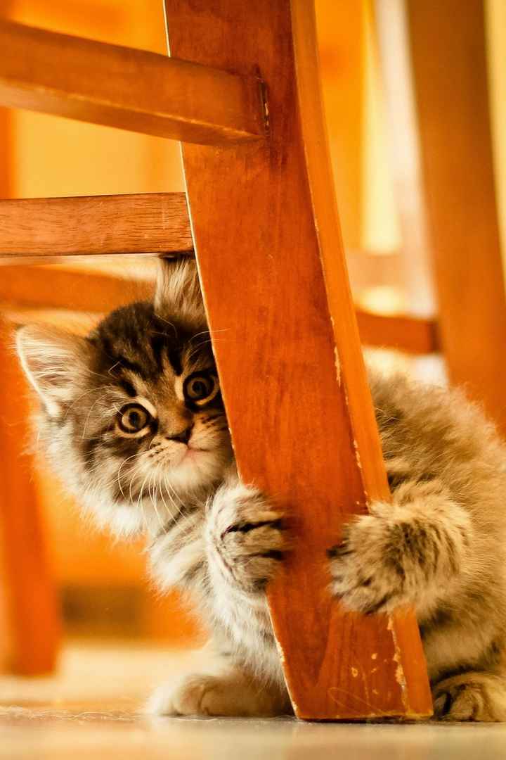 Cat Wallpaper • Sharechat Photos And Videos 