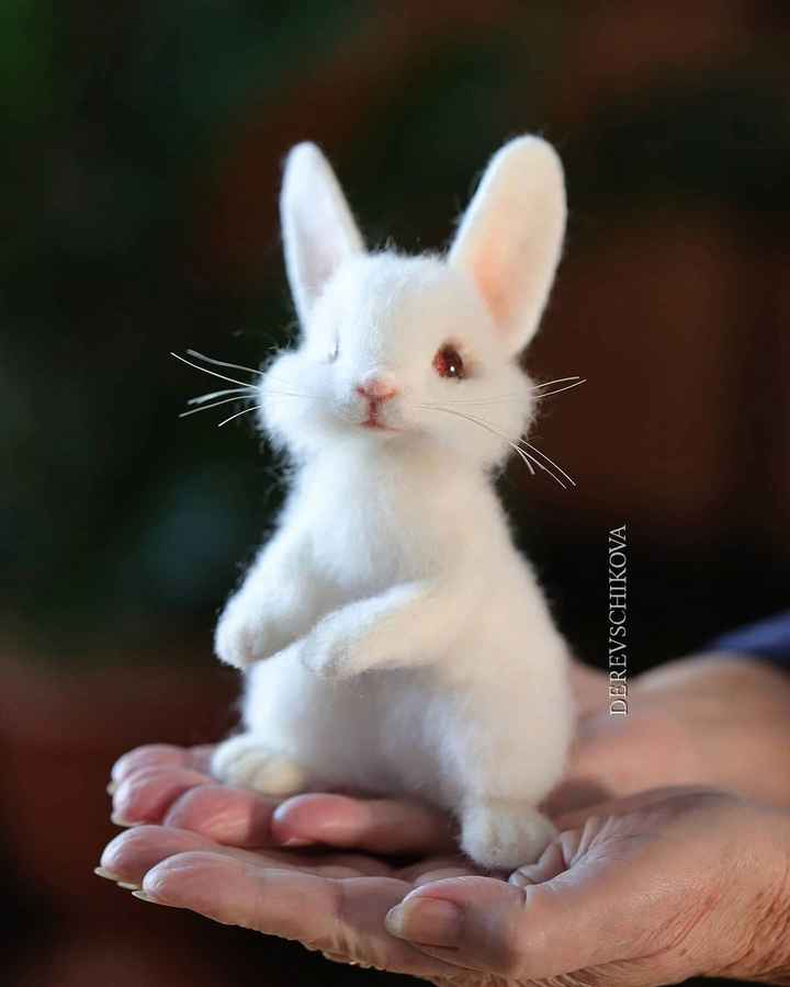 so cute baby rabbit Images • ???????? Divya Kumari ???????? (@435571754 ...