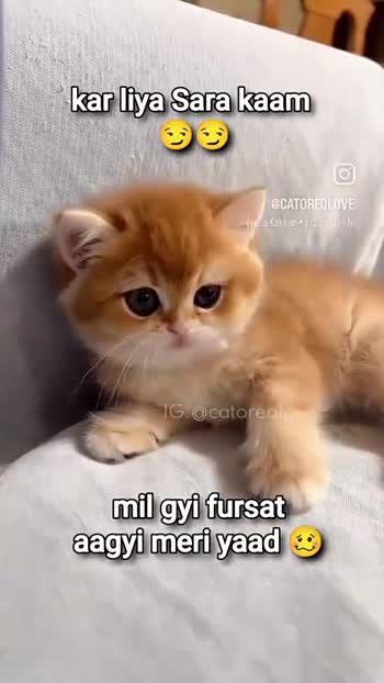 Cat comedy video in hindi new arrivals