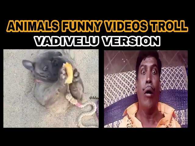 vadivel comedy Images • pandi (@465521914) on ShareChat