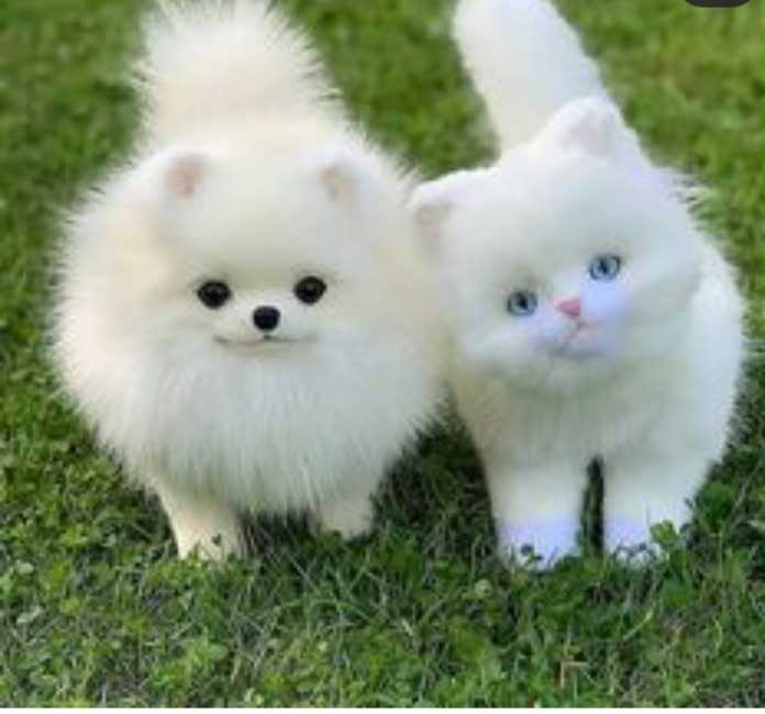 whatsapp cute animals dp • ShareChat Photos and Videos