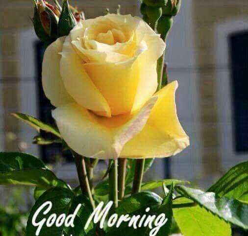 good morning yellow rose
